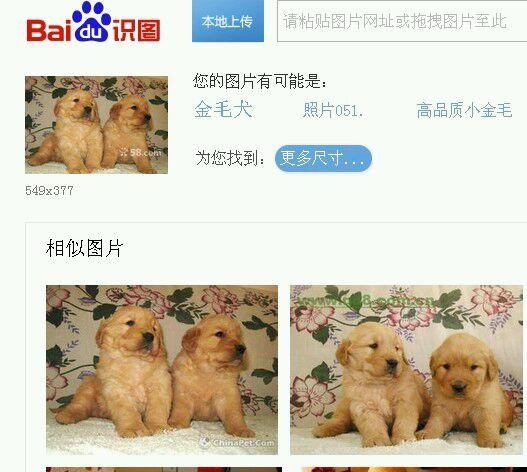 聊城社会：花2000元网购宠物犬钱付了狗没到！