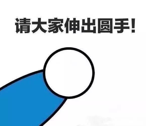 网友家养了一只雪球摸摸后脑勺……萌化了