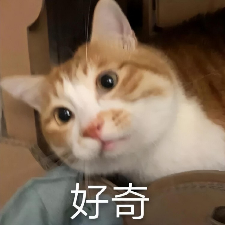 乌龟盯着猫的蛋蛋走哪儿追哪儿...网友：它想吃麻辣猫蛋！