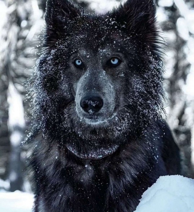 蓝湾牧羊犬小知识