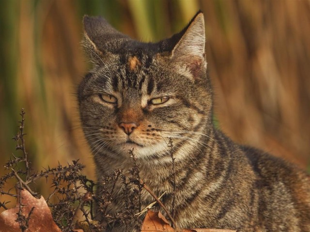 为什么野猫不能抱回家养这些原因很现实