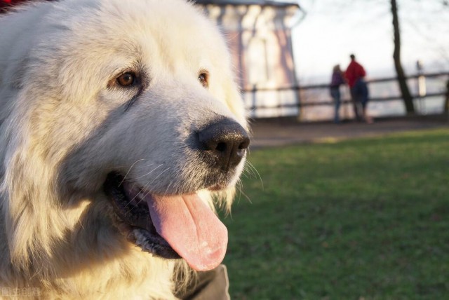 它不仅会牧羊这只大白熊犬曾保护羊群守卫城堡