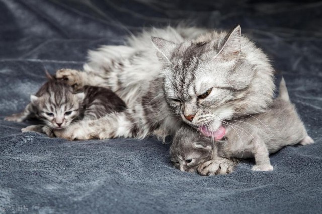 猫咪是独居动物吗主人长时间没有陪猫咪猫咪会抑郁吗